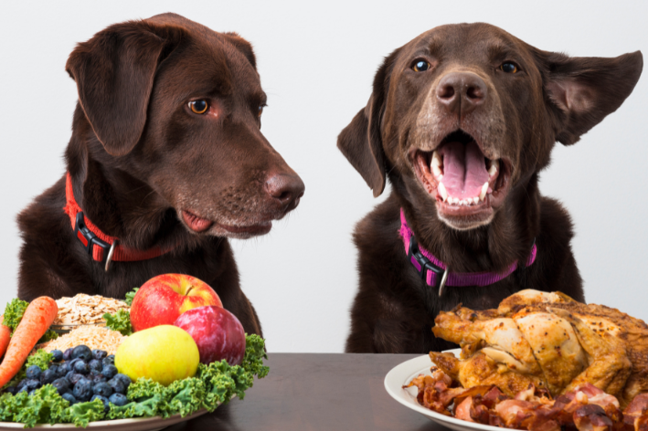 cachorro vegano existe