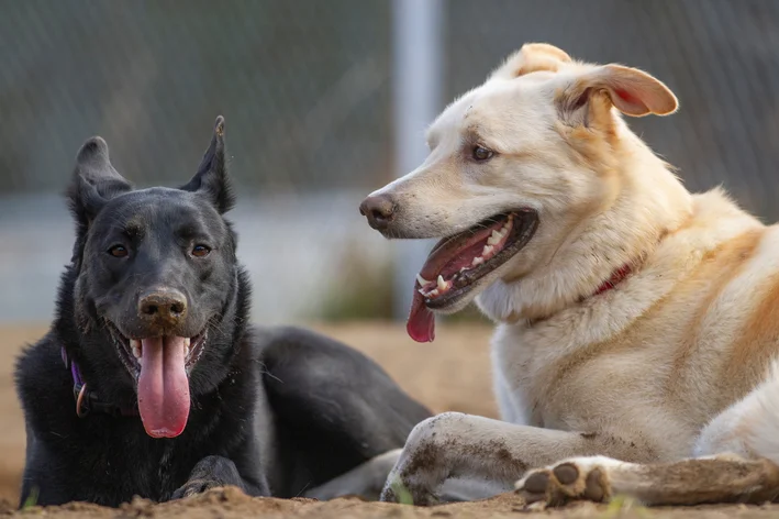 cachorra ofegante o que pode ser