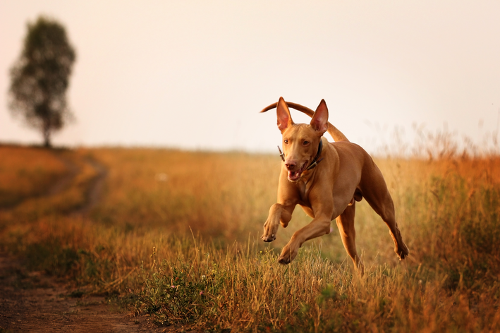 cachorro egipcio