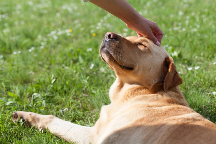 Cão de raça Labrador Retriever relaxando ao receber carinho na cabeça, deitado em gramado verde, demonstrando carinho e bem-estar ao pet.