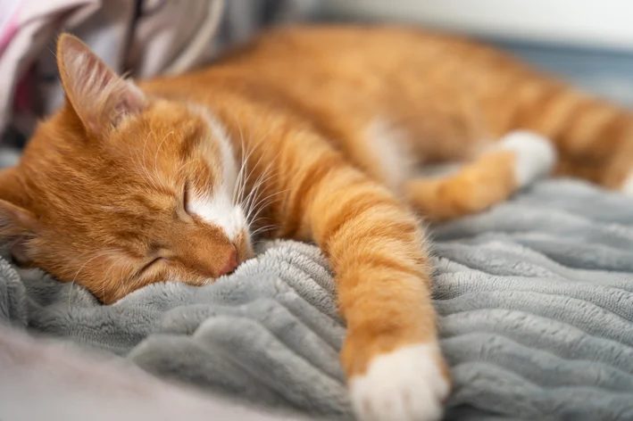 Gato laranja dormindo tranquilamente em um sofá com roupa cinza,Transmitindo sensação de conforto e paz. Ideal para quem busca imagens de animais de estimação fofos.