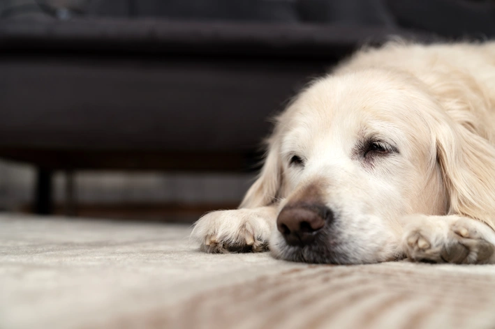 Cachorro de cachorro de raça retriever dourado descansando deitado no chão com expressão relaxada e olhos fechados, ambiente interno confortável.