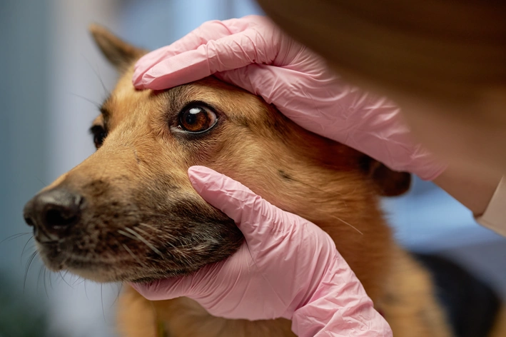 Cachorro recebendo atenção veterinária, sendo examinado por um profissional com luvas rosas. O foco é na face do cão, que parece tranquilo.