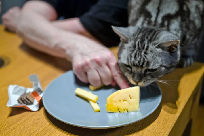 um gato com queijo em um ambiente interno, com vários detalhes visuais de um gato e objetos na mesa.
