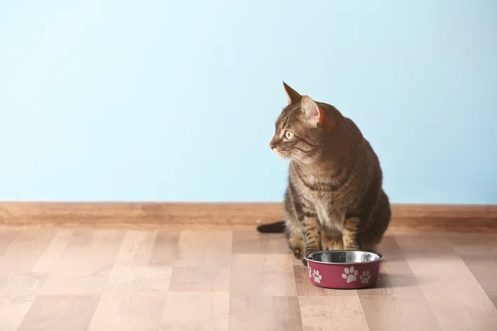 meu gato não quer comer