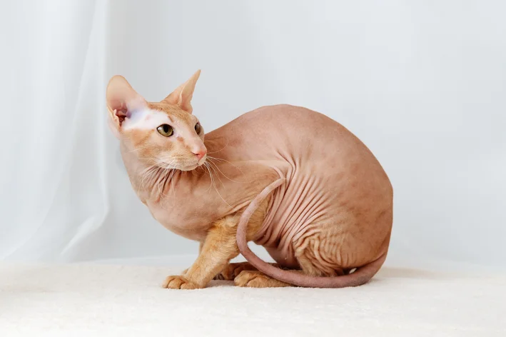 peterbald gatos mais raros do mundo