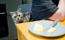 Gato cinza com listras pretas observando de perto a mesa com uma porção de queijo e, em ambiente doméstico, atenção ao animal de estimação