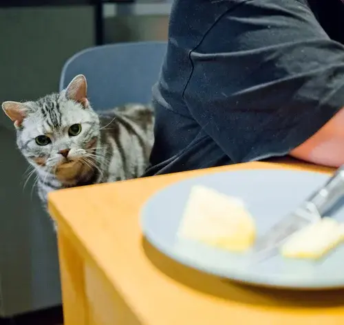 Gato cinza com listras pretas observando de perto a mesa com uma porção de queijo e, em ambiente doméstico, atenção ao animal de estimação