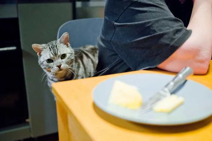  
Gato cinza com listras pretas observando de perto a mesa com uma porção de queijo e, em ambiente doméstico, atenção ao animal de estimação
