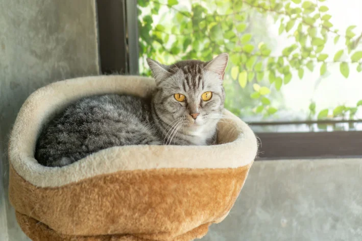 gato cinza deitado na caminha próximo a uma janela