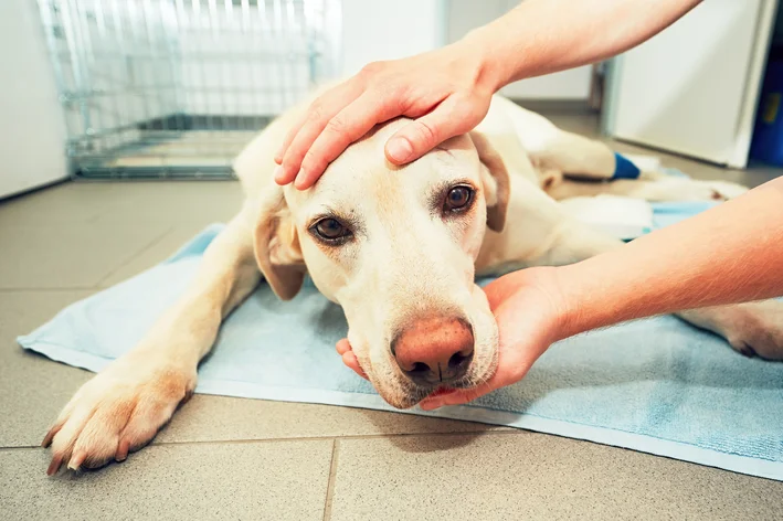 câncer de pele em cachorro sintomas