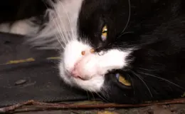 gato preto com olho lacrimejando