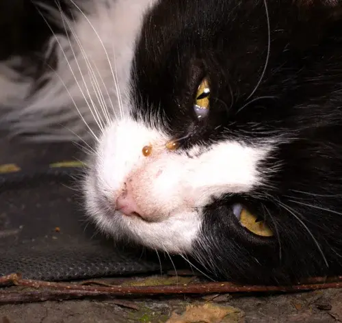 gato preto com olho lacrimejando