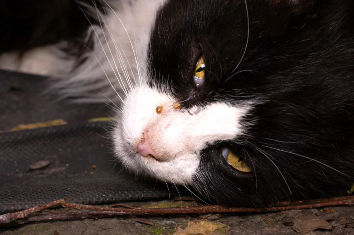 imagem de Gato com olho lacrimejando: causas, sinais de alerta e como cuidar corretamente
