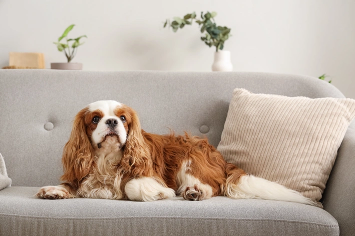 raças que predisposição a ter ascite