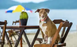 cachorro pode tomar agua de coco