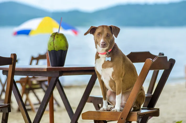 cachorro pode tomar agua de coco