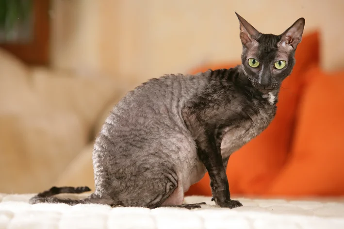 felinos raros Cornish Rex