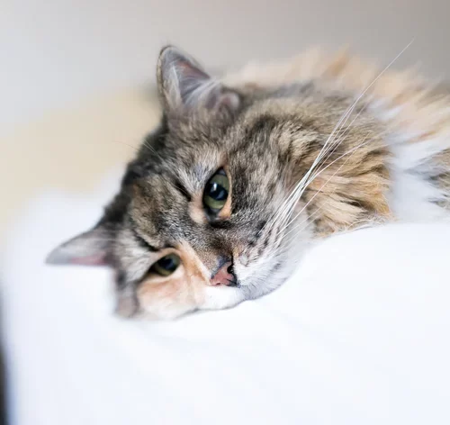 gato com depressão