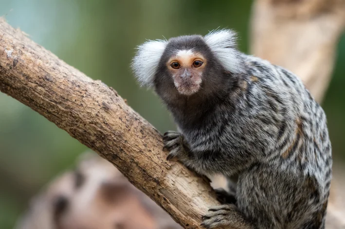 animais de estimaçao exóticos sagui