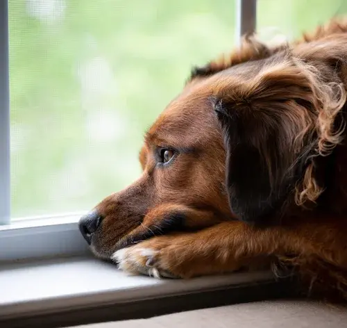 cachorro com depressão