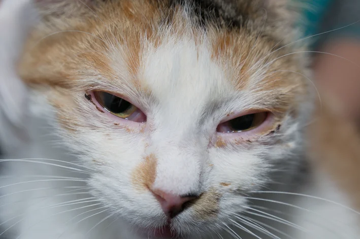 conjuntivite em gatos