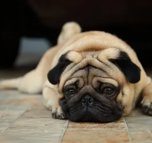 cachorro ofegante