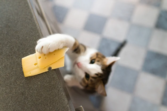 Gato brincando com queijo na cozinha, mostrando sua curiosidade e diversão ao interagir com o alimento.