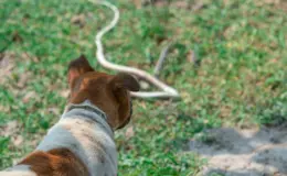 Cachorro observando uma cobra em um ambiente ao ar livre, com grama verde e chão de terra, evidenciando cautela e atenção na natureza.