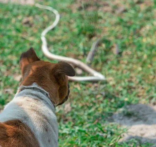 Cachorro observando uma cobra em um ambiente ao ar livre, com grama verde e chão de terra, evidenciando cautela e atenção na natureza.