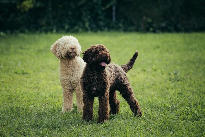 Lagotto Romagnolo