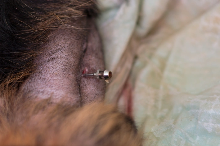 tratamento de ascite em cachorro