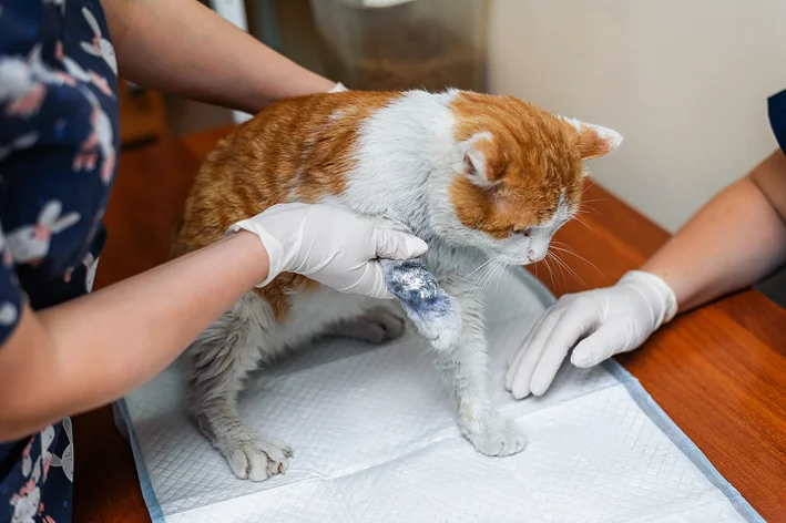 gato com pata quebrada