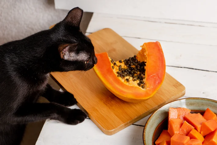 gato pode comer mamão