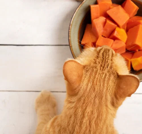 mamão para gato