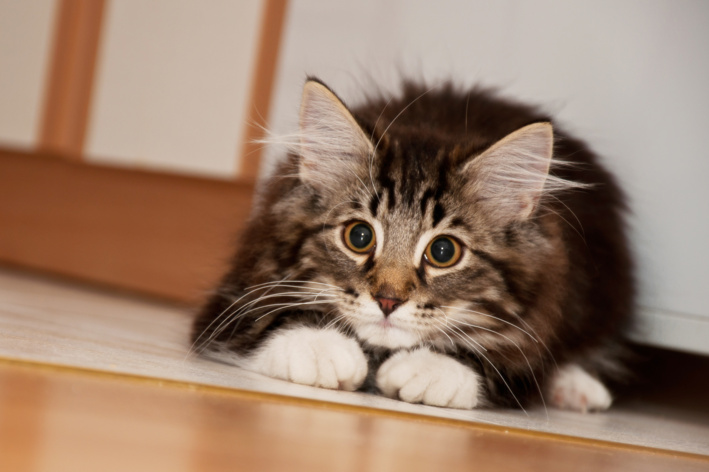 gato tremendo