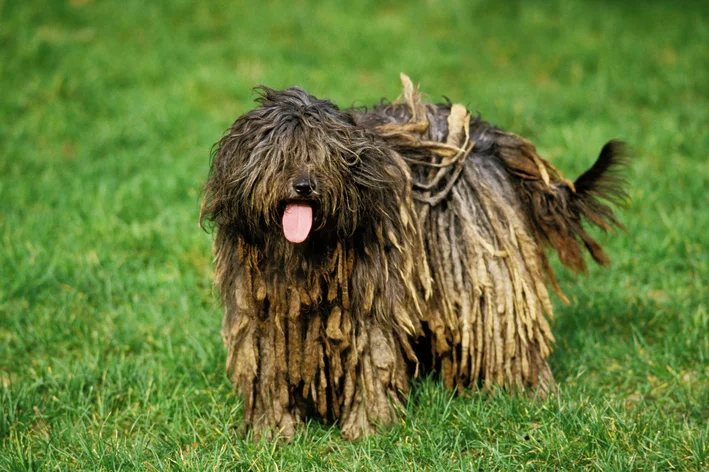 raça de cachorro italiano Pastor Bergamasco