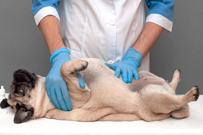 veterinário fazendo exame para diagnóstico de barriga d'água em cachorro