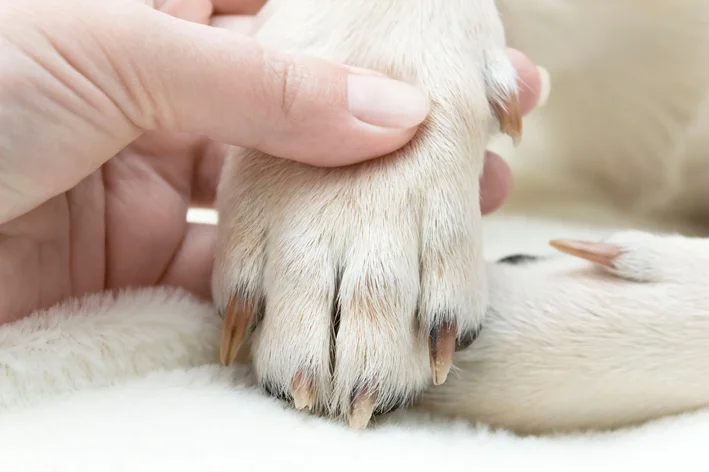 Imagem de um veterinário cortando as unhas de um cachorro para garantir sua saúde e bem-estar, com foco na higiene animal