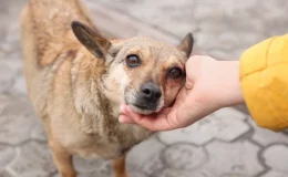 cachorro de rua o que fazer