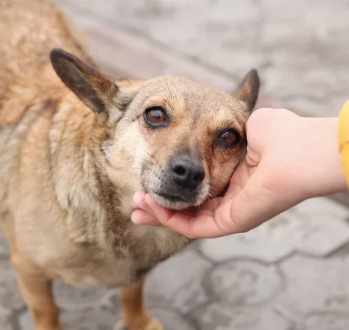 cachorro de rua o que fazer
