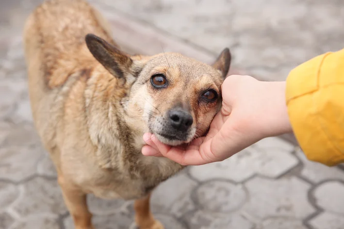 cachorro de rua o que fazer