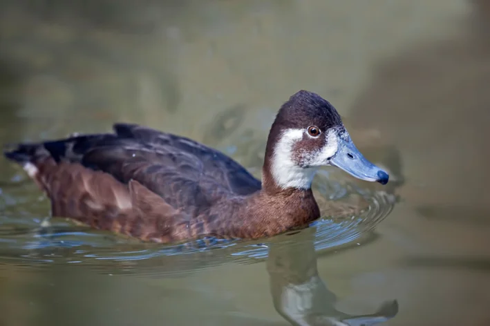 Paturi-preta (Netta erythrophthalma)