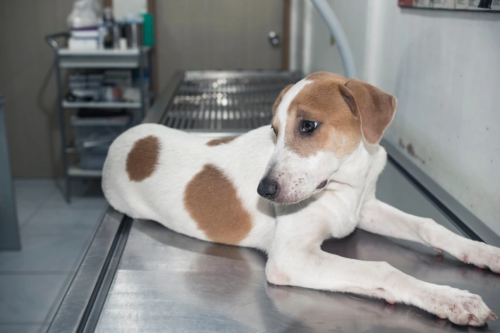 Cachorro deitado no veterinário, aguardando consulta, com ambiente clínico ao fundo, representando cuidado e saúde animal.