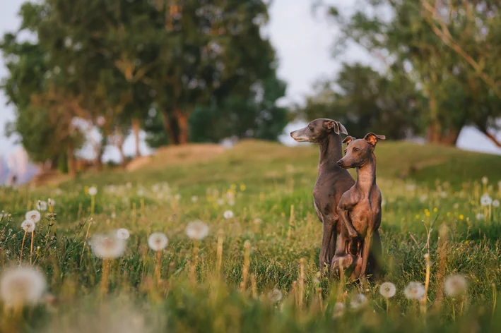 raça de cachorro italiano Galgo italiano