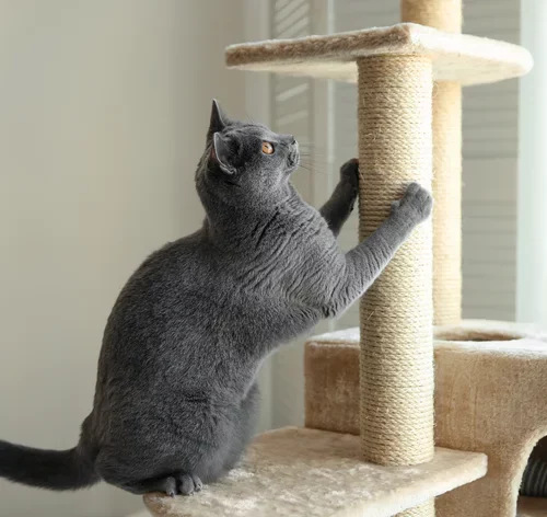 como educar um gato