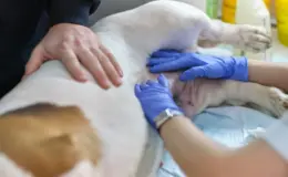 veterinário fazendo exames para verificar barriga d'água em cachorro