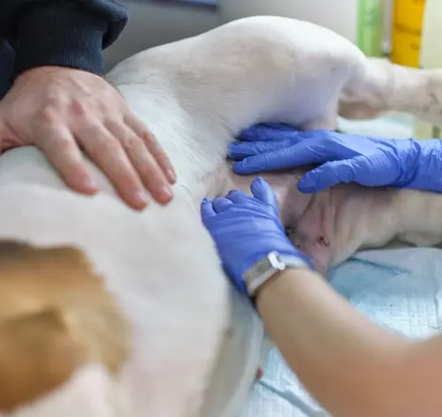 veterinário fazendo exames para verificar barriga d'água em cachorro