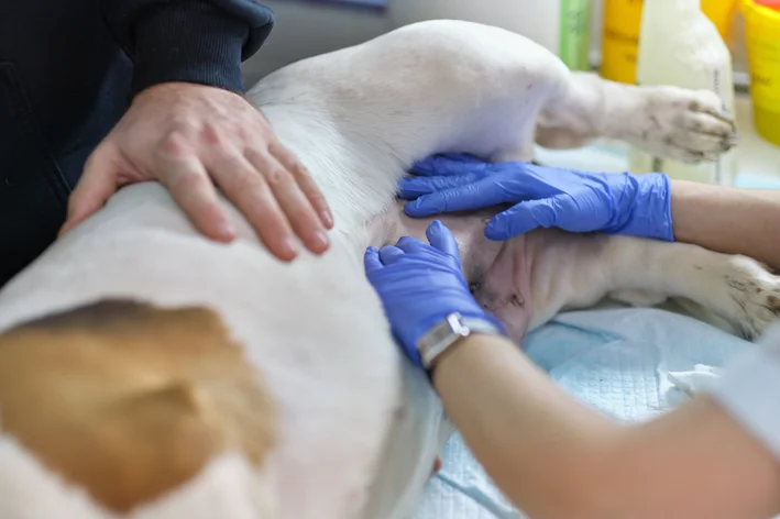 barulhos na barriga do cão 