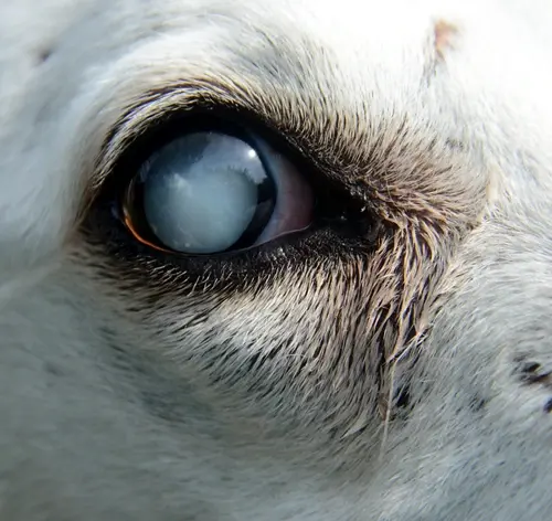 Close-up da olho de um cachorrinho branco com pupila opaca, evidenciando detalhes da íris e pêlos ao redor.
